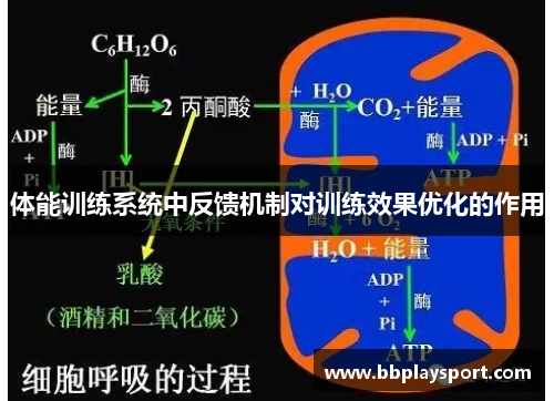 体能训练系统中反馈机制对训练效果优化的作用